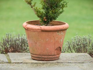 Frost damage to a terracotta pot in winter. Damaged, cracked or broken pot
