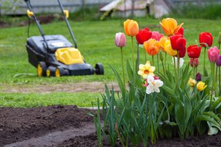 A flower border with tulips and daffodils with a lawn mower in the background