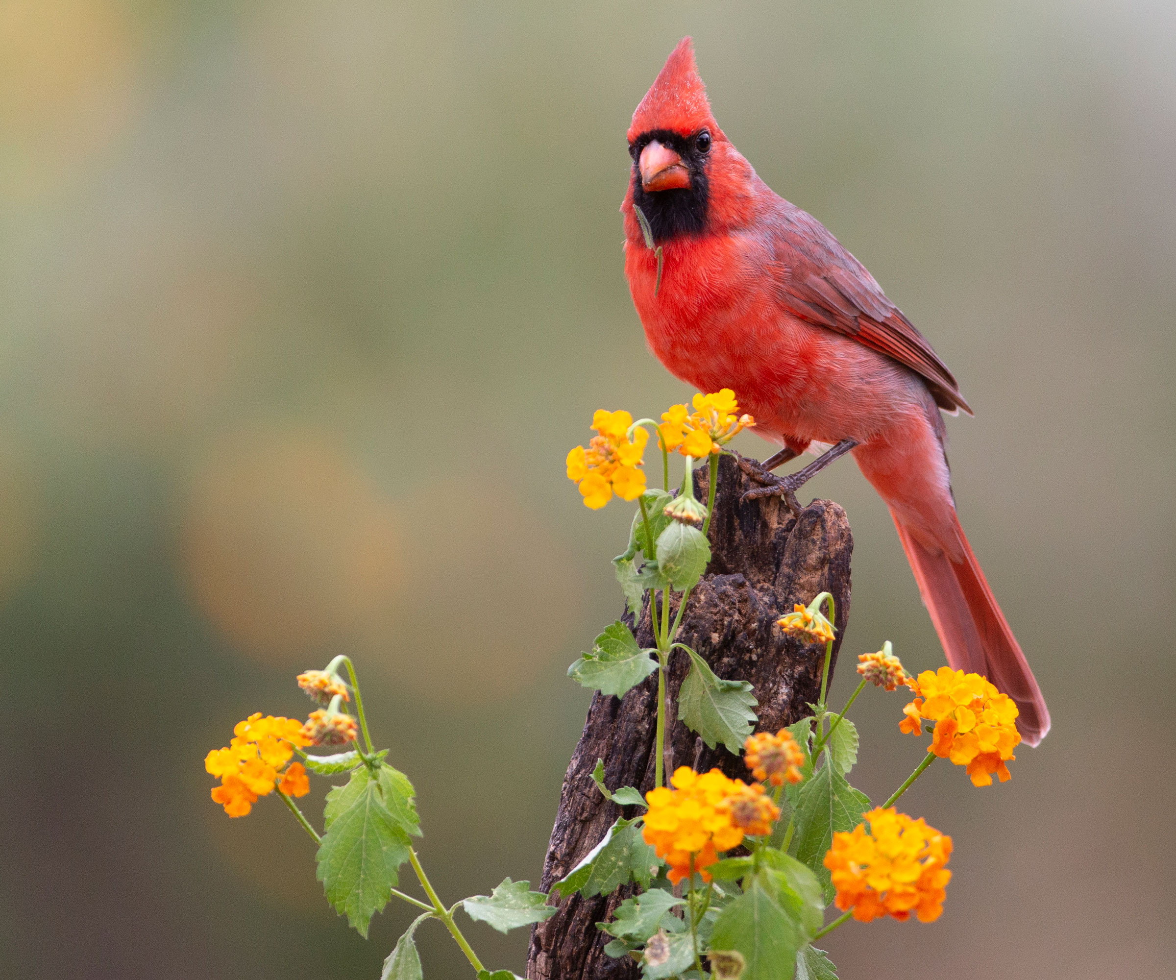 cardinal bird sitting next to some lantana plants