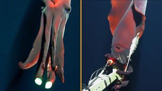 Two images; red squid with two bright green tips at the end of their arms (left), red squid wraps arms around underwater camera (right). 