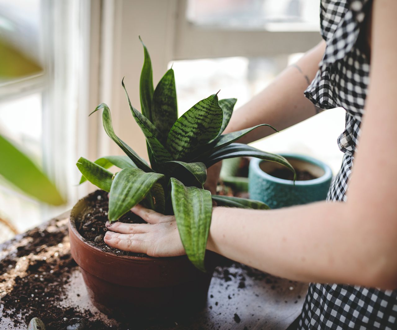 Learn How To Remedy Root Rot In Snake Plants | Gardening Know How
