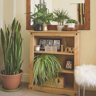 Houseplants including snake plant and spider plant in bedroom