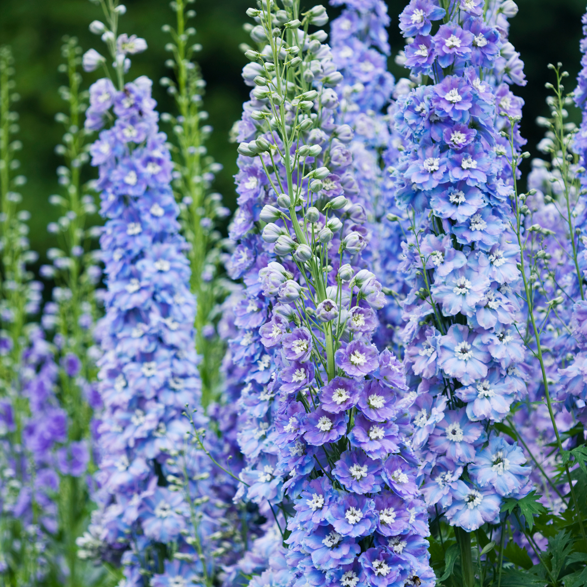 Blossoming blue delphiniums.
