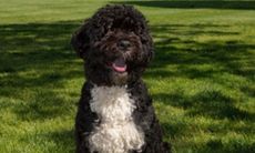 The official portrait of the Obama Family Dog 'Bo' sitting on the South Lawn of the White House.