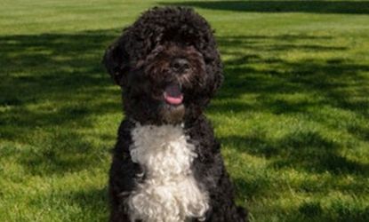 The official portrait of the Obama Family Dog &amp;#039;Bo&amp;#039; sitting on the South Lawn of the White House.