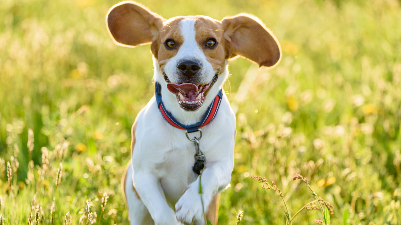 Natural-Vetcare-Image-2_1400x788