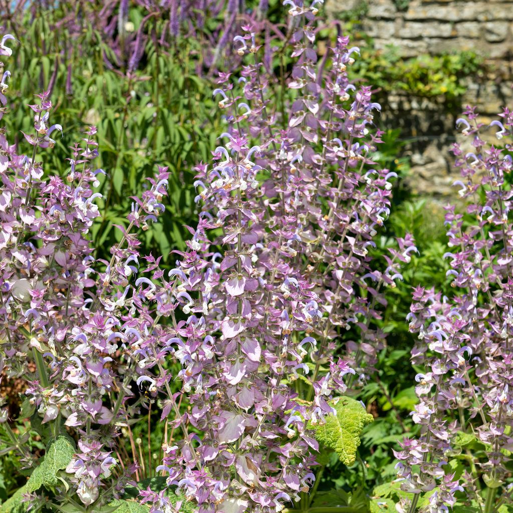 When to cut back salvia Ideal Home