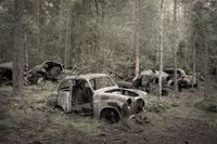 The rusting, gutted shells of several old cars sit among pine and birch trees in a forest, with grass and saplings growing around them and a black bird perched on one roof.