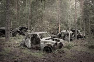 The rusting, gutted shells of several old cars sit among pine and birch trees in a forest, with grass and saplings growing around them and a black bird perched on one roof.