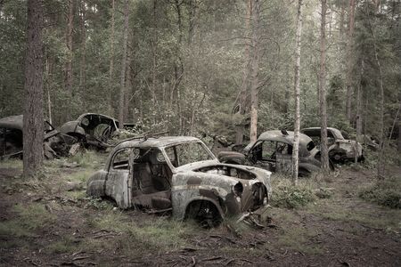 The rusting, gutted shells of several old cars sit among pine and birch trees in a forest, with grass and saplings growing around them and a black bird perched on one roof.