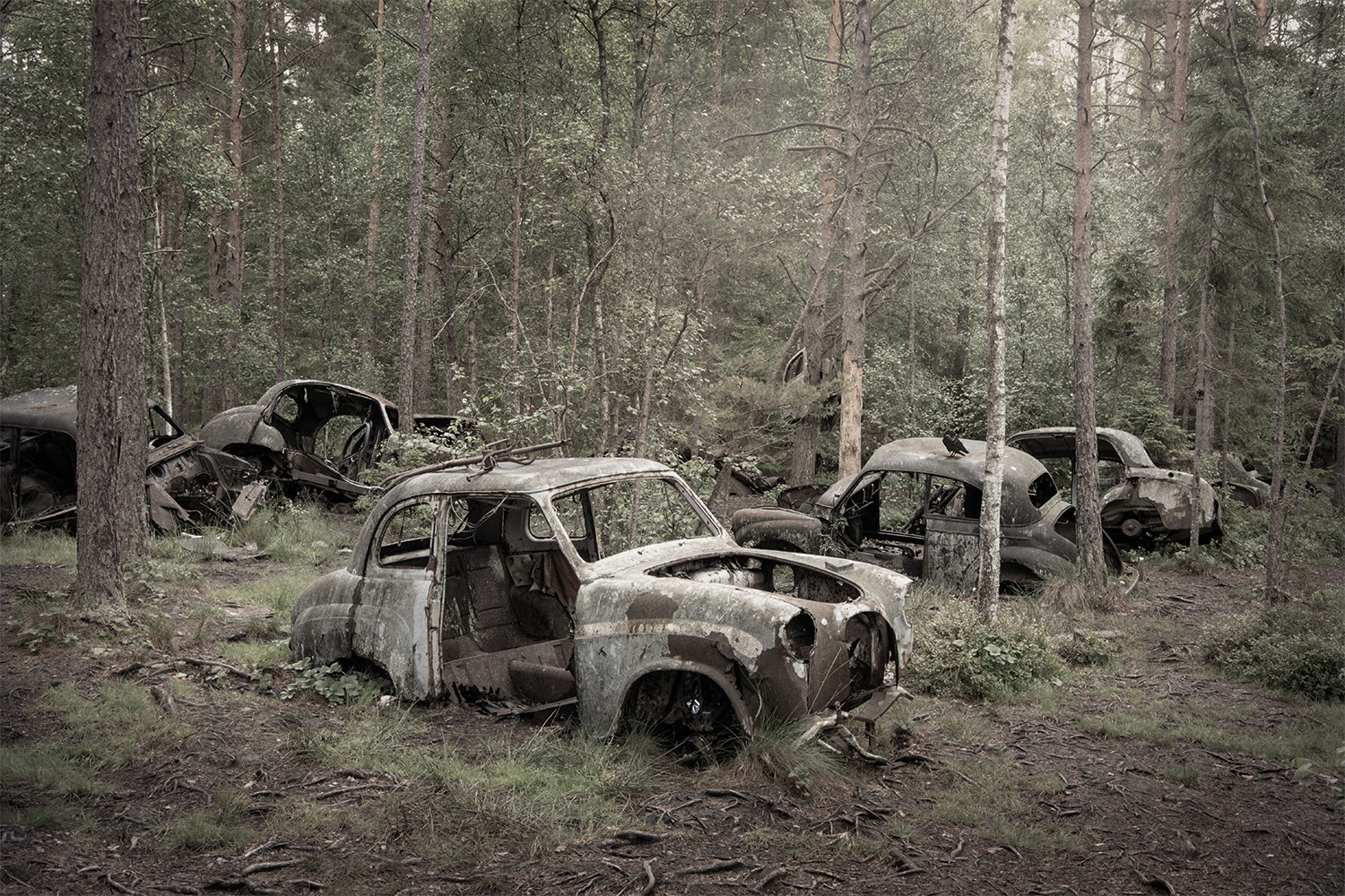 The rusting, gutted shells of several old cars sit among pine and birch trees in a forest, with grass and saplings growing around them and a black bird perched on one roof.