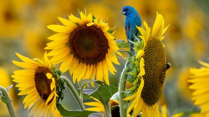 indigo bunting bird on giant sunflower