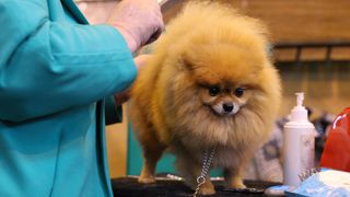 Pomeranian being groomed at dog show