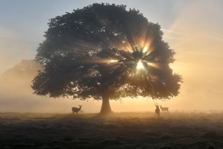 Morning sun in Bushy Park, London, by Amanda Cook / British Photography Awards