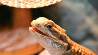 Bearded dragon