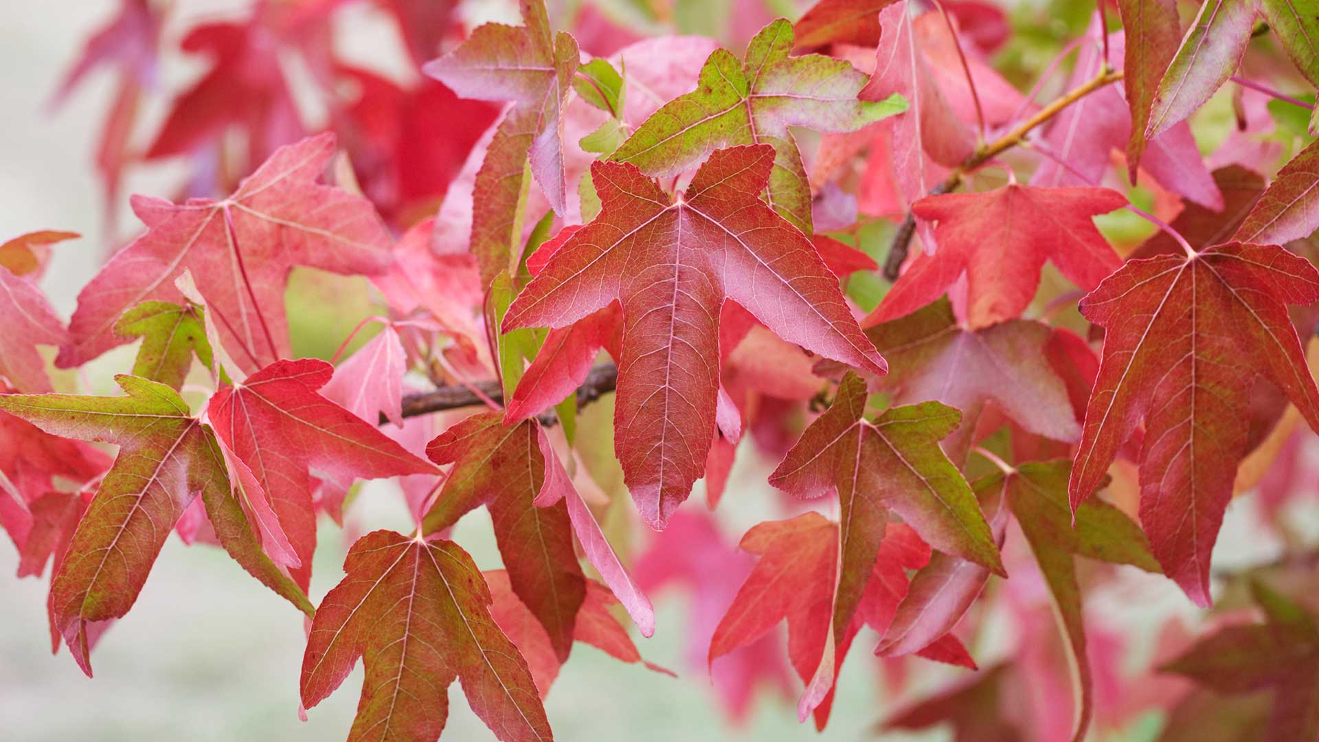 Liquidambar styraciflua leaves