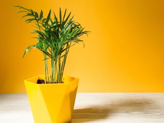 A small potted palm in front of a yellow wall