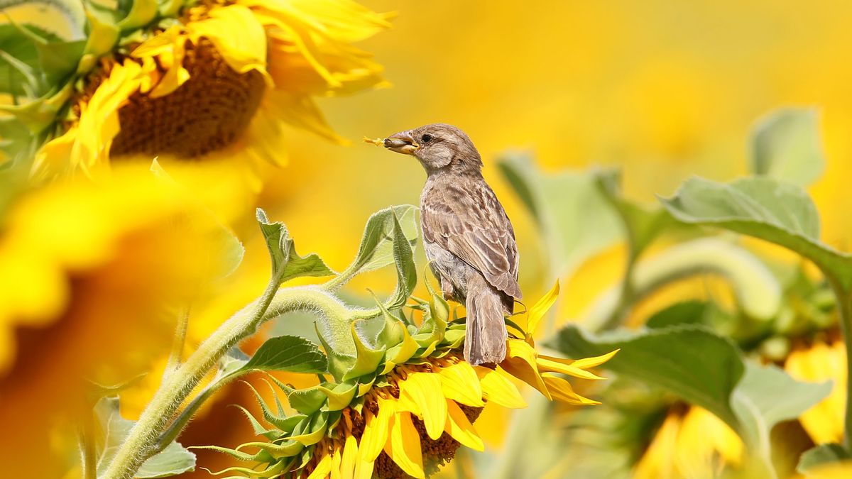 Help Your Backyard’s Baby Birds in June – 6 Flower and Plant Combinations to Keep Them Coming Back for More