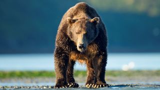 A grizzly bear walks near a river