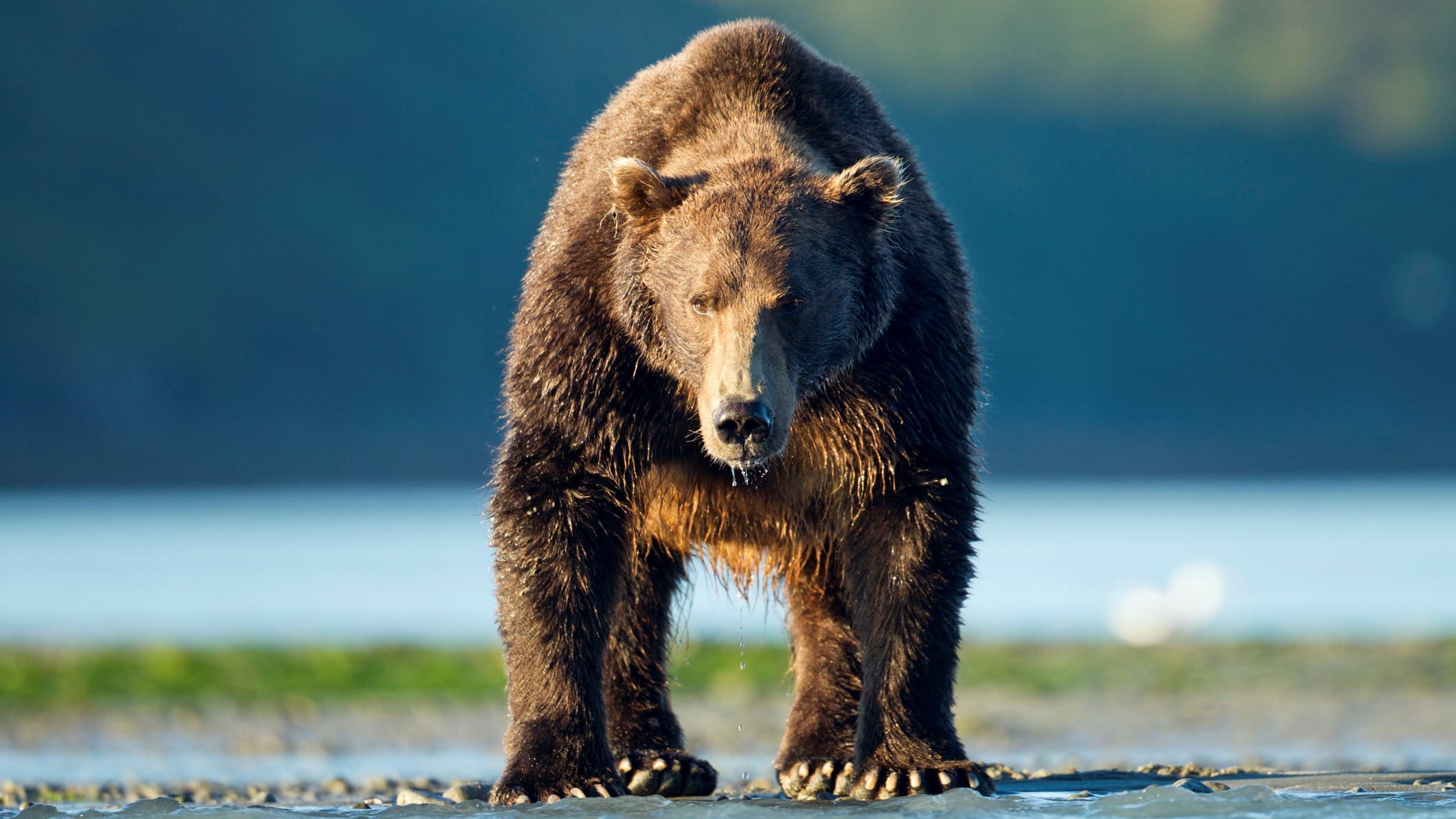 Woman Is Killed by a Bear Near Yellowstone, Officials Say - The
