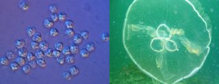 Spores from the myxozoan <em>Kudoa iwatai</em> (left); this group was found to be closely related to jellyfish, like the moon jelly (<em>Aurelia aurita</em>, right).