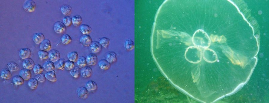 Spores from the myxozoan &lt;em&gt;Kudoa iwatai&lt;/em&gt; (left); this group was found to be closely related to jellyfish, like the moon jelly (&lt;em&gt;Aurelia aurita&lt;/em&gt;, right).