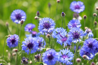 Bachelor Button Flowers