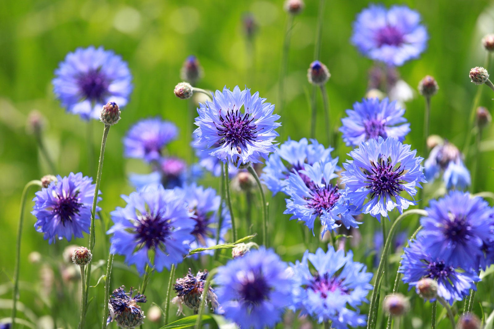Bachelor Buttons…Plant Some This Fall for a Blue, Blue Spring