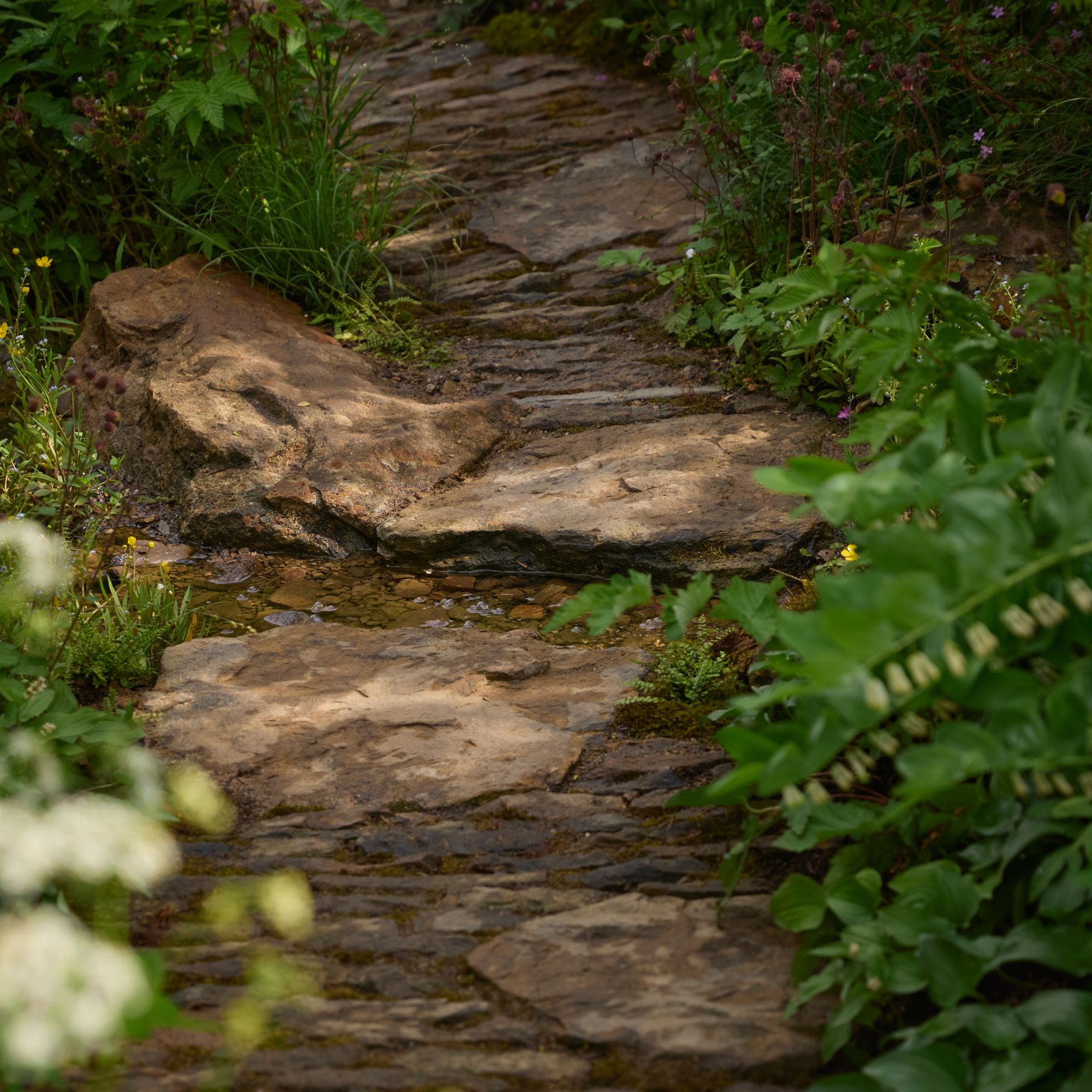 Woodland Trust: Forgotten Forests Garden at the RHS Chelsea Flower Show 2026