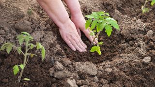 Planting tomato plants in ground
