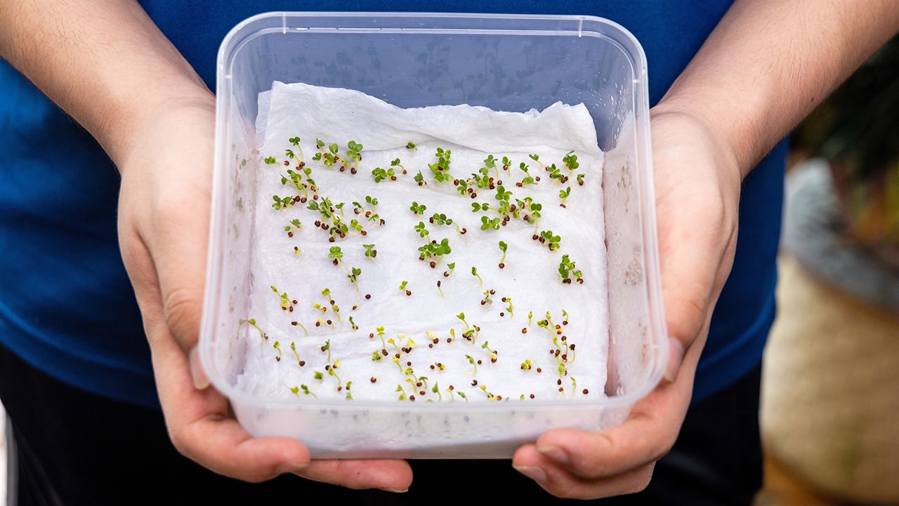 Germinating seeds on paper towel in plastic container