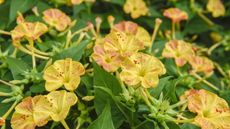 Yellow and red mirabilis jalapa blooms