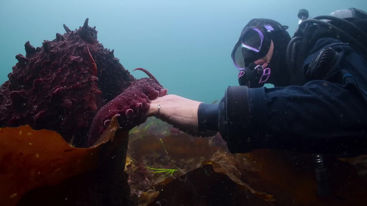 An octopus from Nat Geo documentary Secrets of the Octopus