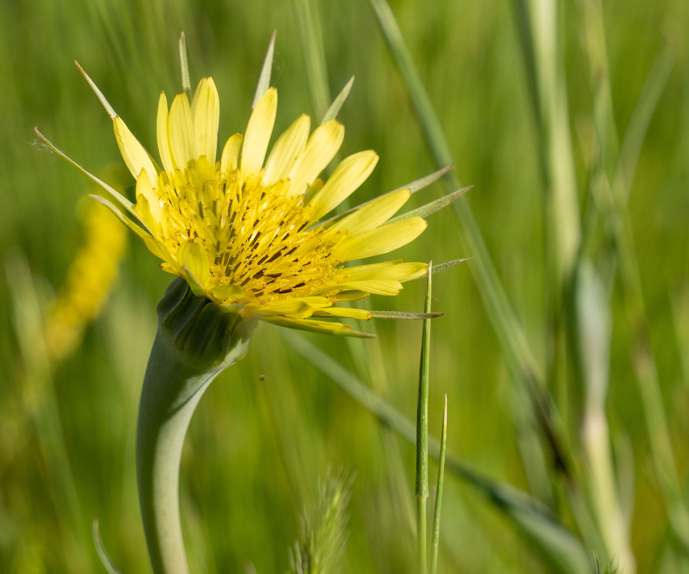 yellow salsify flower in back garden
