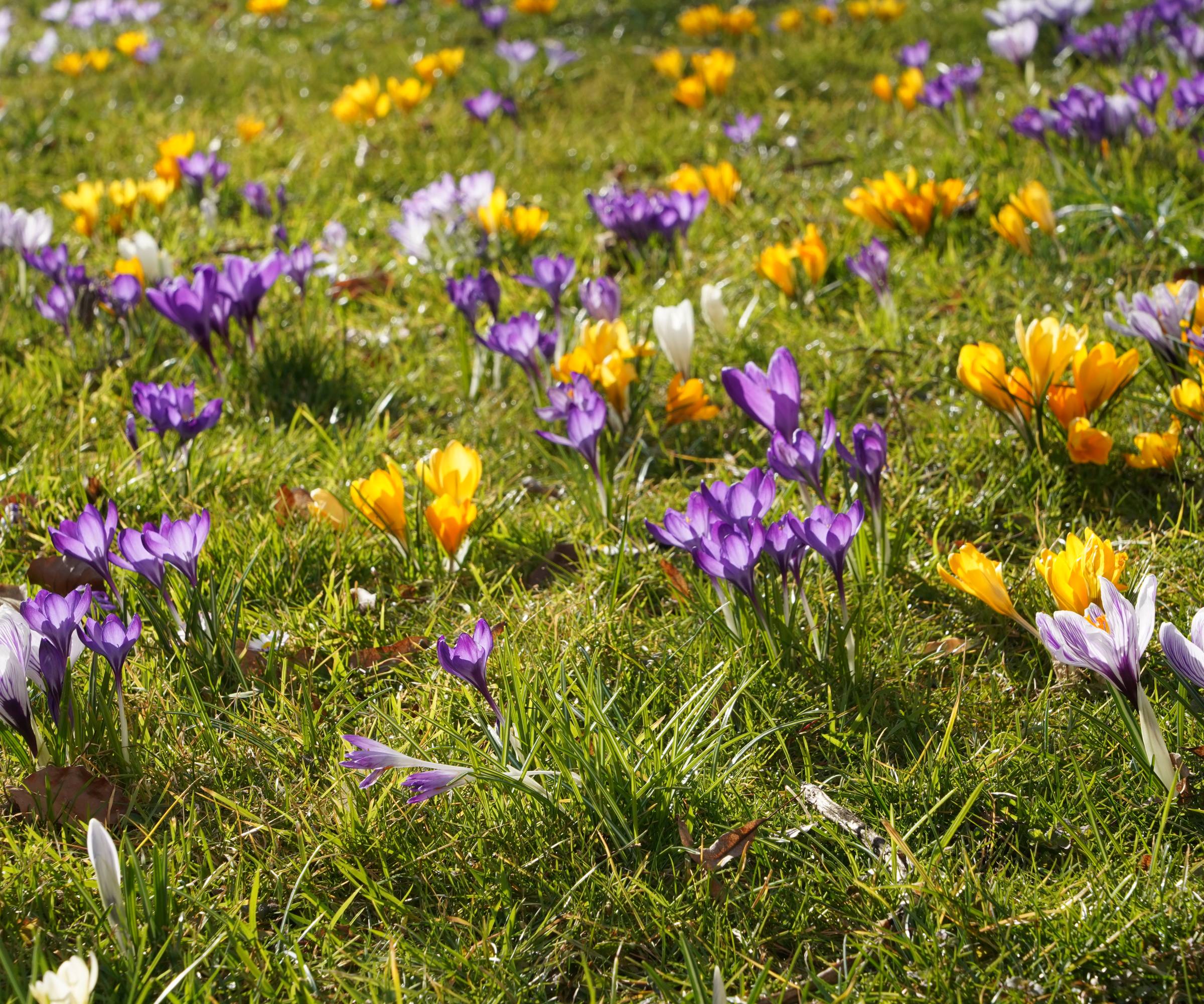Purple and yellow crocuses naturalized in a lawn