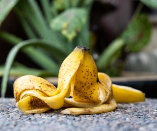 Banana peel on plants