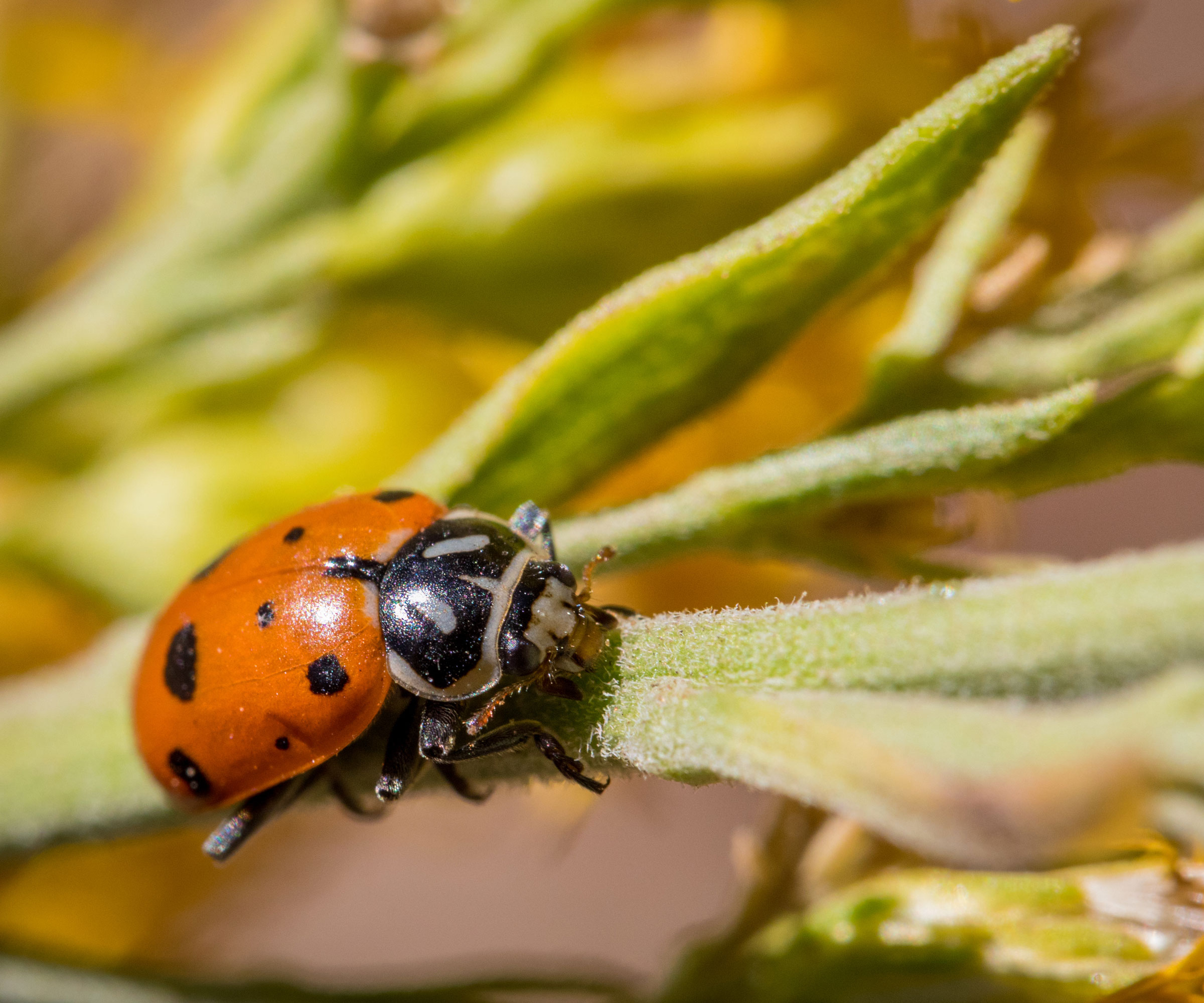 ladybug walking along plant stem