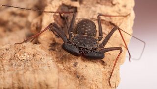 spiders, research, Tailless whip scorpion