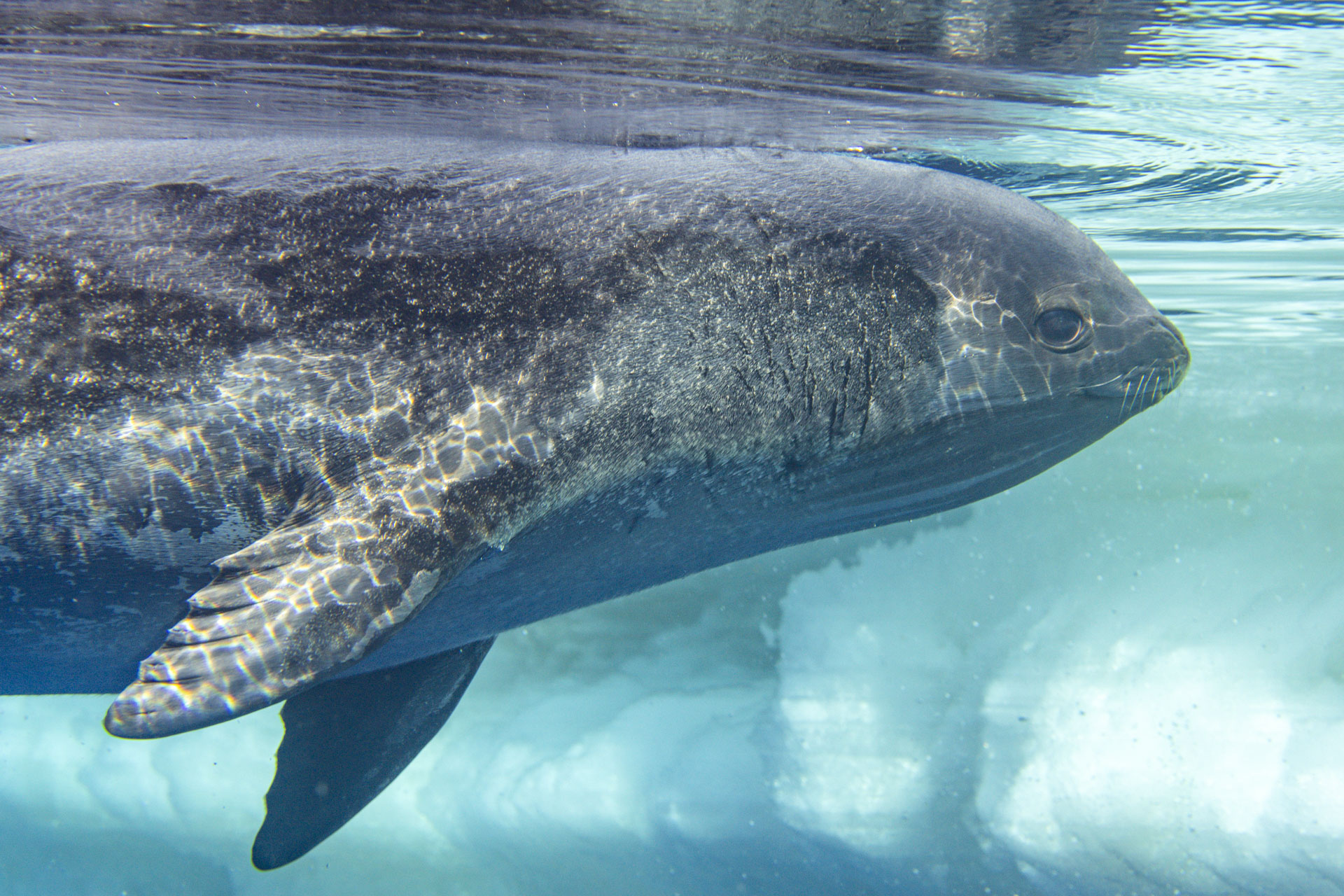Photos of a rare Ross seal in Antarctica by sealife photographer Justin Hofman, underwater near the surface