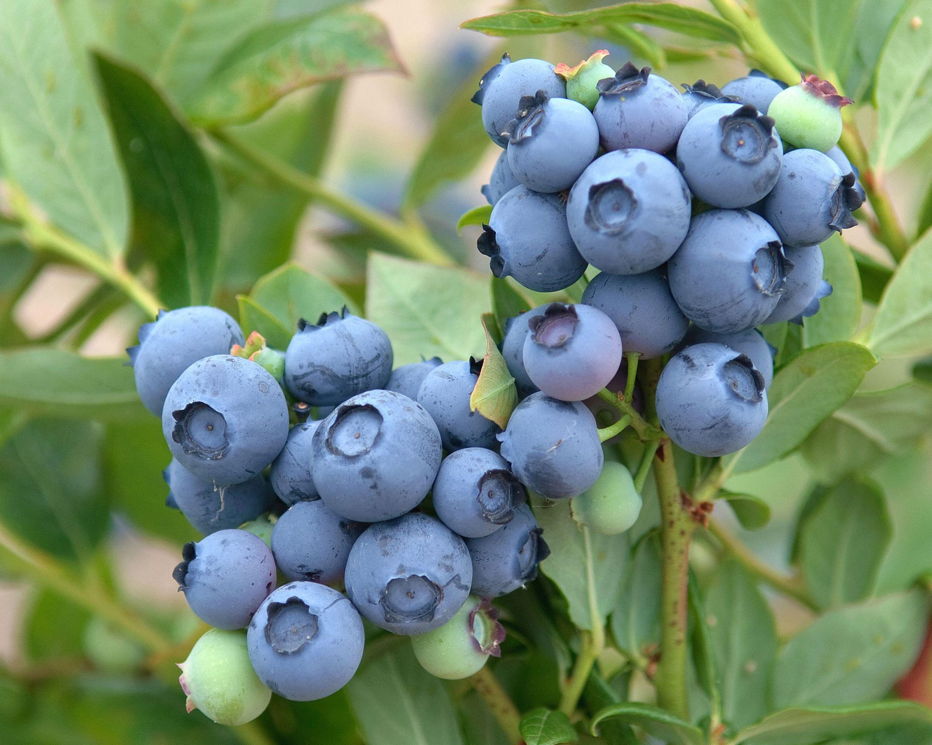 How to grow blueberries expert tips for these tasty fruits Gardeningetc