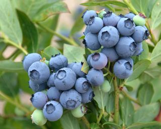 Duke blueberries ripening in garden in early summer