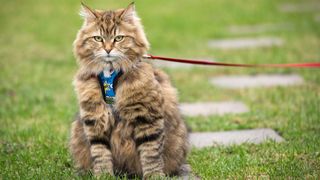 Siberian cat on leash