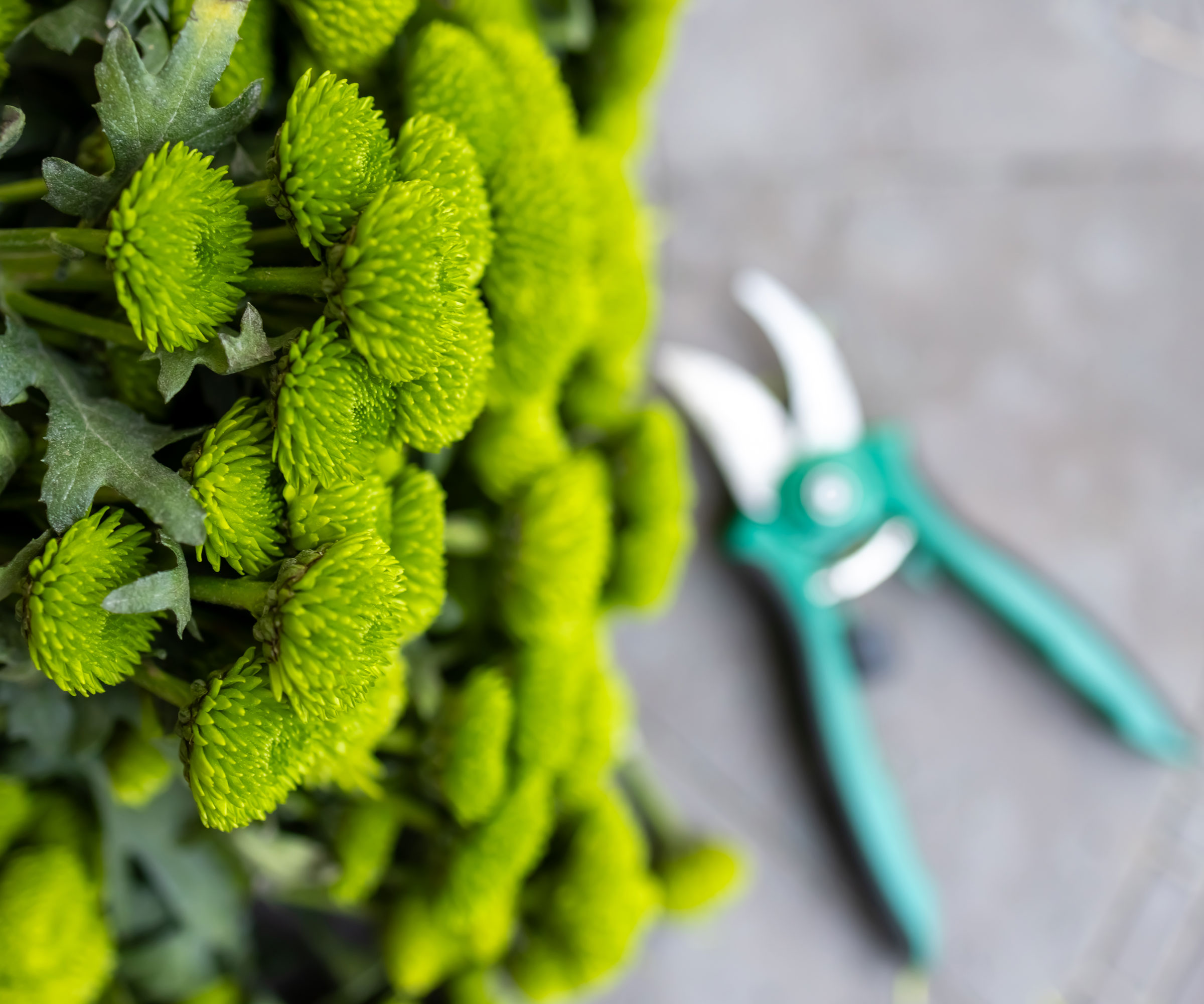 What Your Mums Need in October – 5 Secrets to Better Blooms This Fall and Next Year