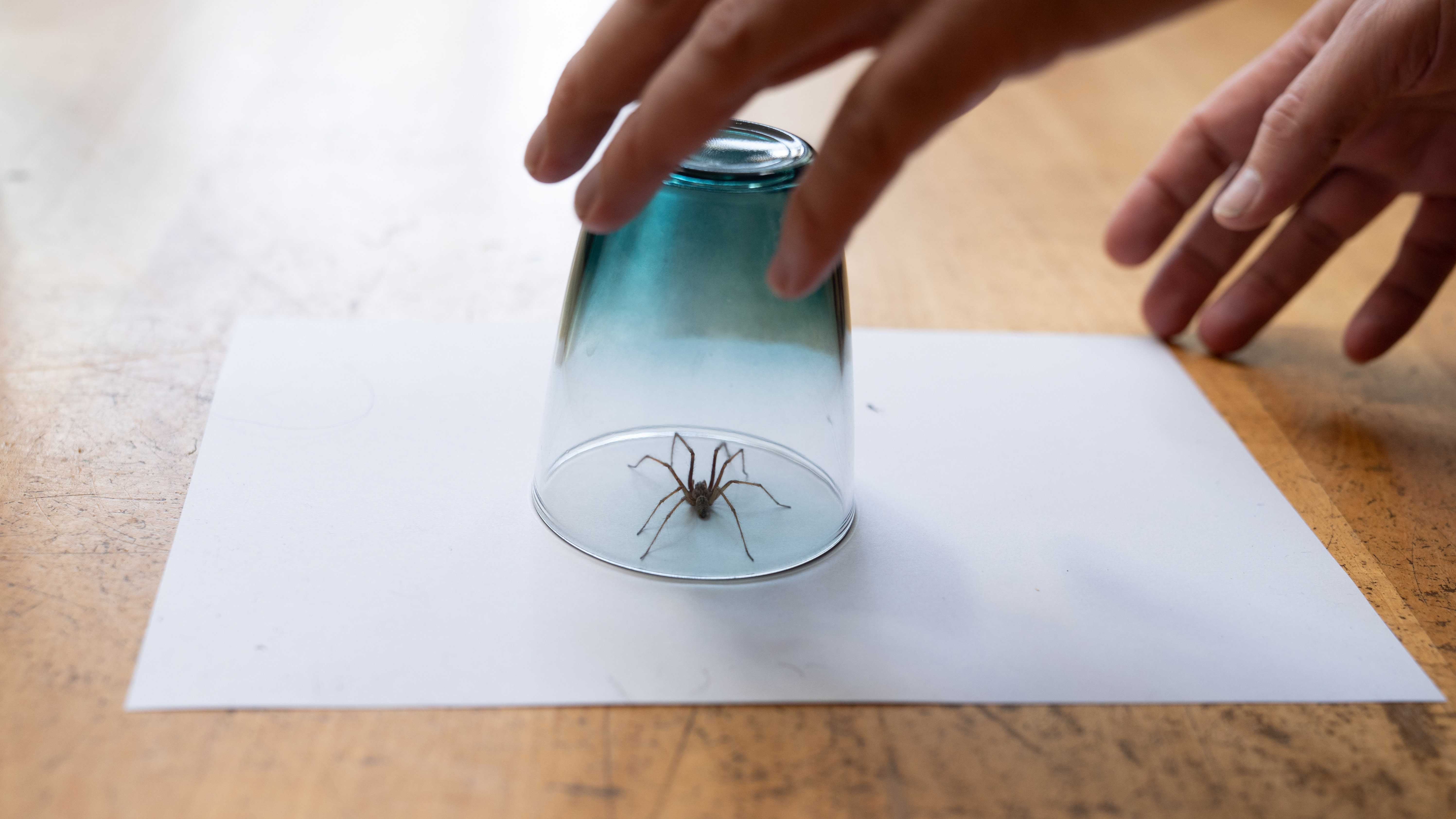 Spider under glass on top of paper