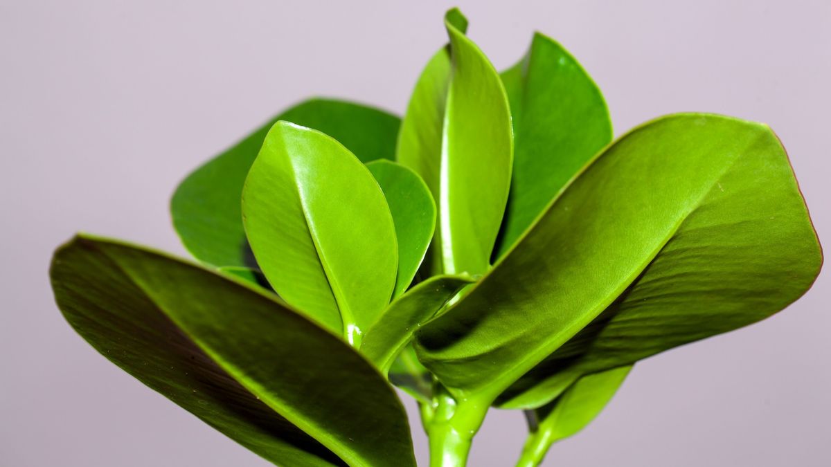 Clusia care guide: 5 expert tips for this tropical tree | Homes and Gardens