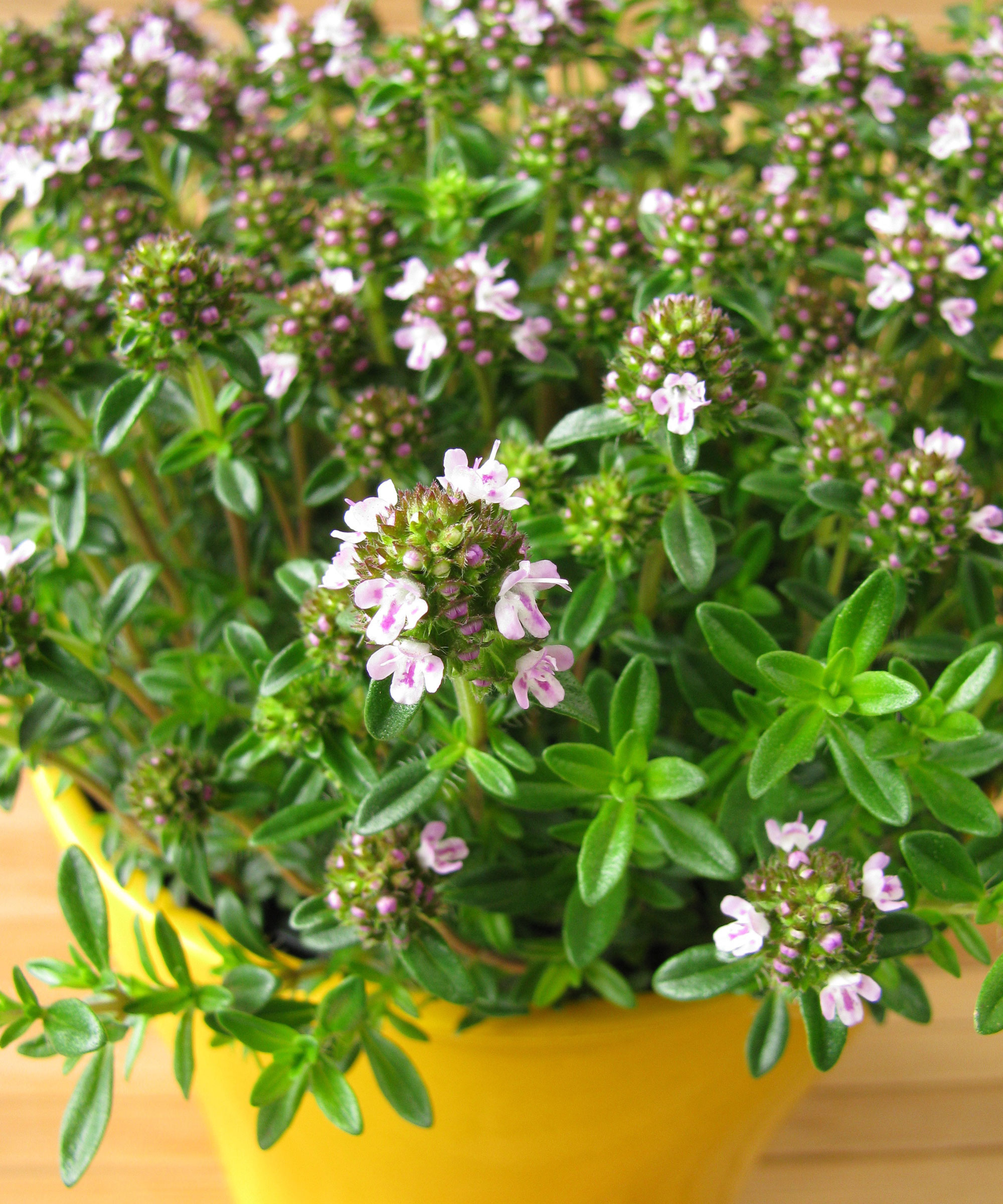 winter savory herbs growing in yellow pot