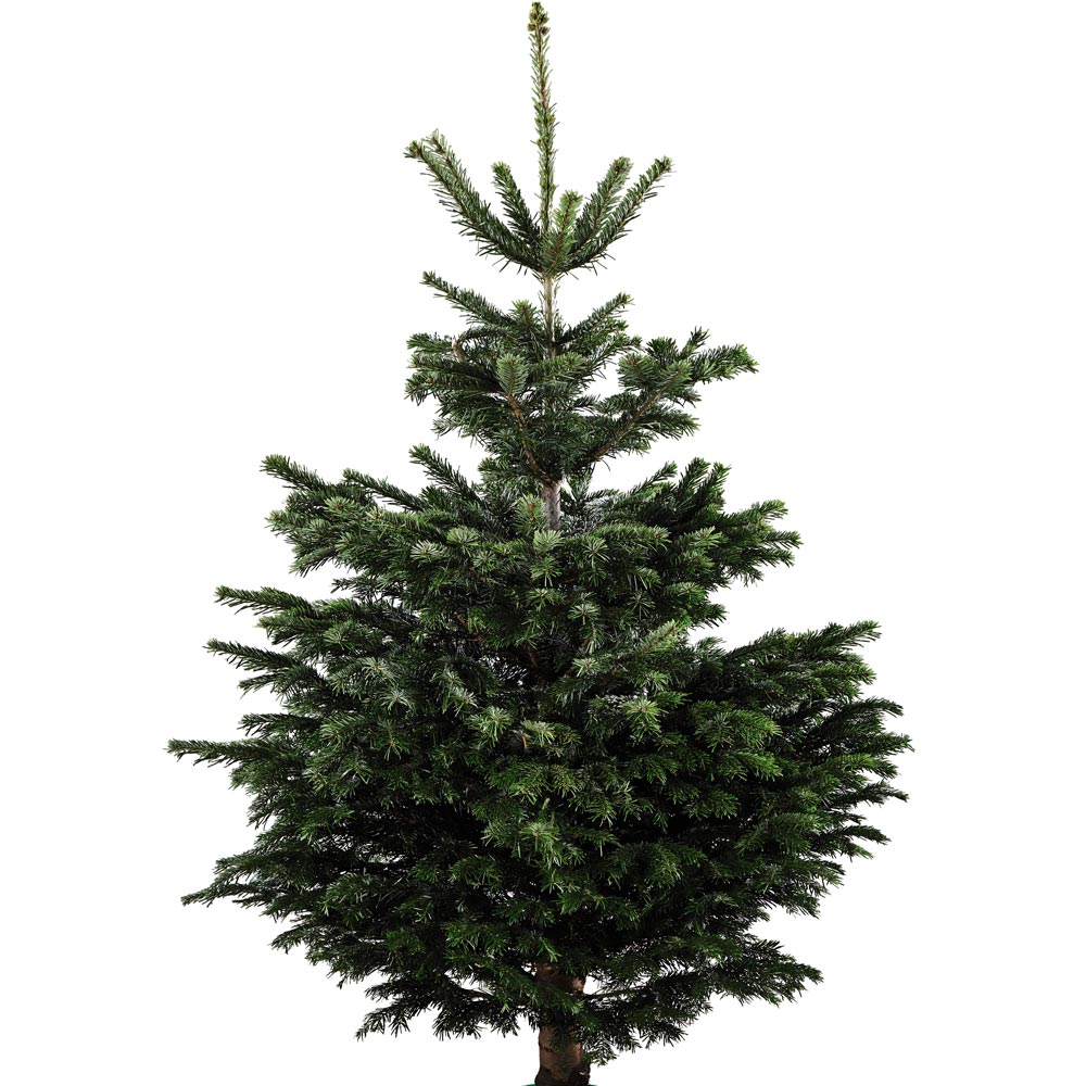 Aldi Christmas trees are back from £14.99 grab yours while you can