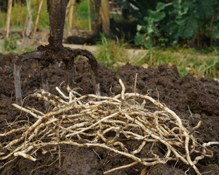 bindweed roots dug from soil