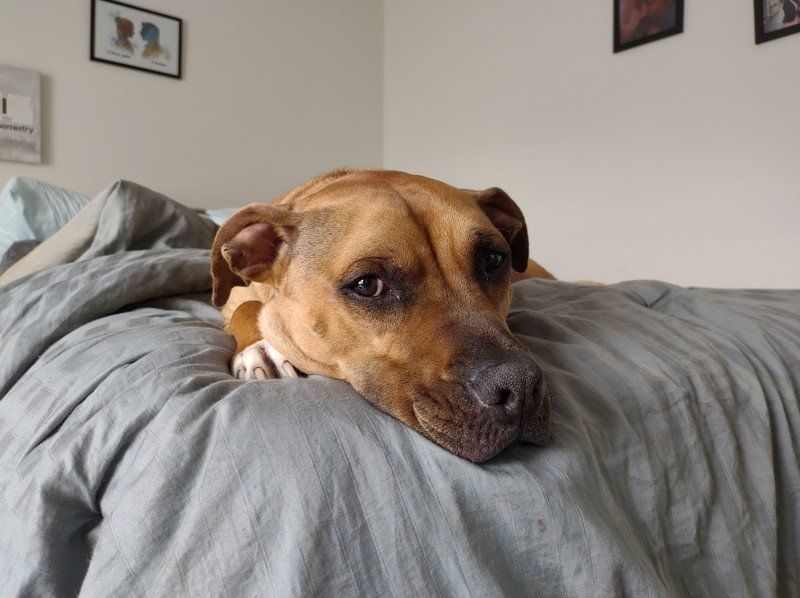 Motorola Edge Camera