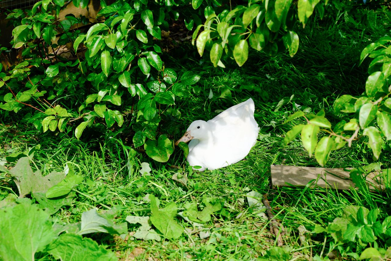 A duck sitting underneath a tree, surrounded by lush green leaves, taken on a Fujifilm X-T50 camera